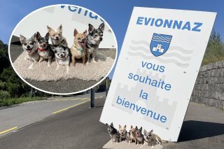 À Evionnaz, on aime les chihuahuas : Meiko, Chaussette, Casper, Skippy, Clochette et Popcorn posent fièrement à l'entrée du village.